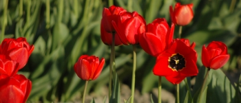 Kilde: Wikimedia Commons, user Gobonobo