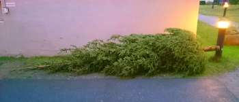 juletrekommer-350x150