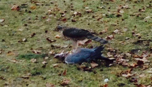 Spurvehauk. Foto: Vigdis Vestreng