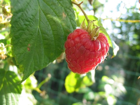 "Raspberry closeup2" by I, BraveNewWorld. Licensed under CC BY-SA 3.0 via Wikimedia Commons - https://commons.wikimedia.org/wiki/File:Raspberry_closeup2.jpg#/media/File:Raspberry_closeup2.jpg